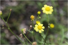 Hymenatherum tenuifolium